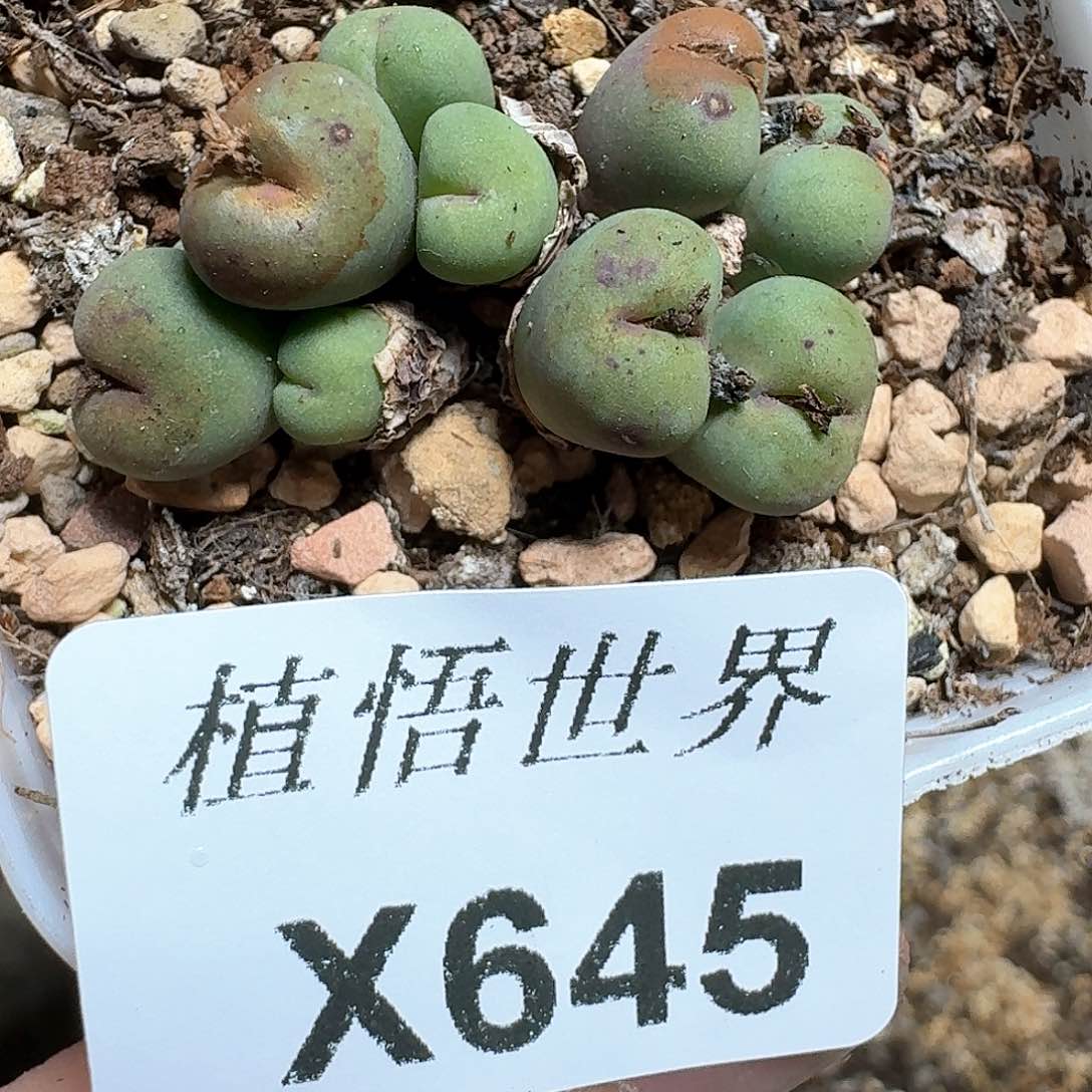 645盒多肉W哇g g g h h j