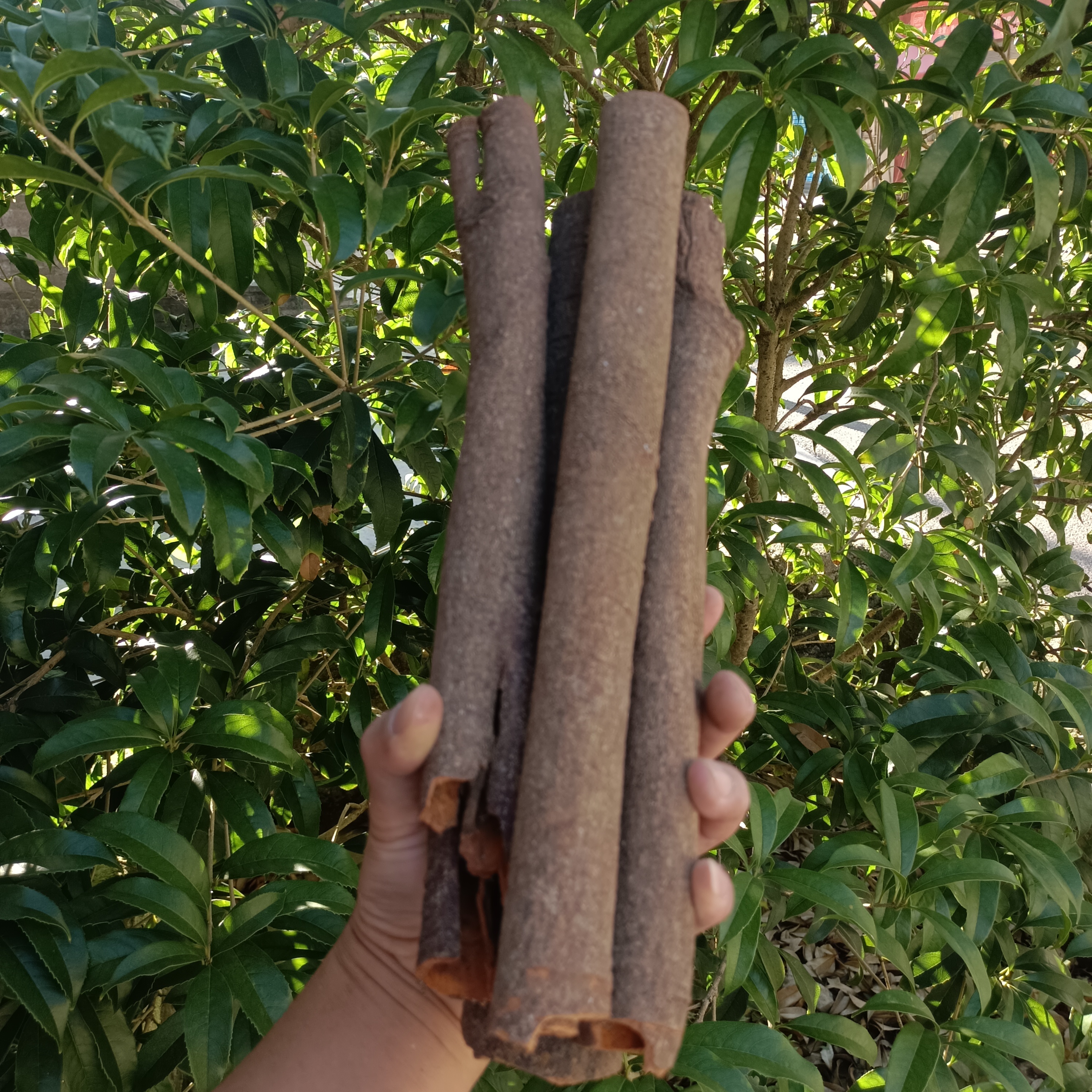 【桂皮】贵州 桂皮