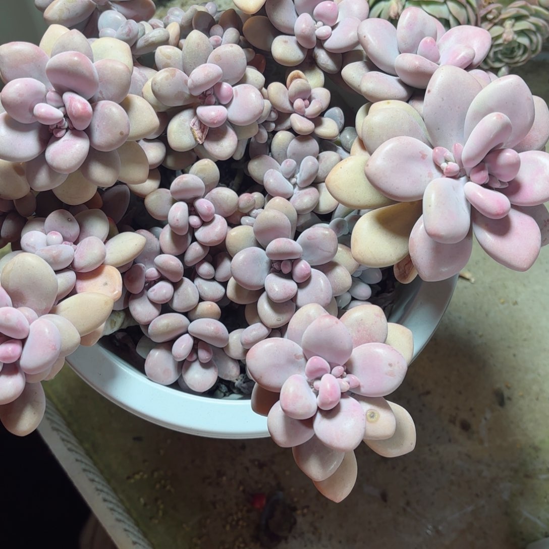 乡*妹桃蛋28-14。    