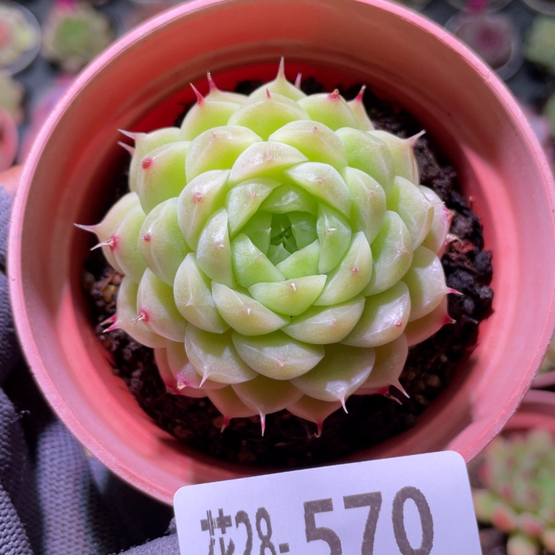 花利美28-570麦秆