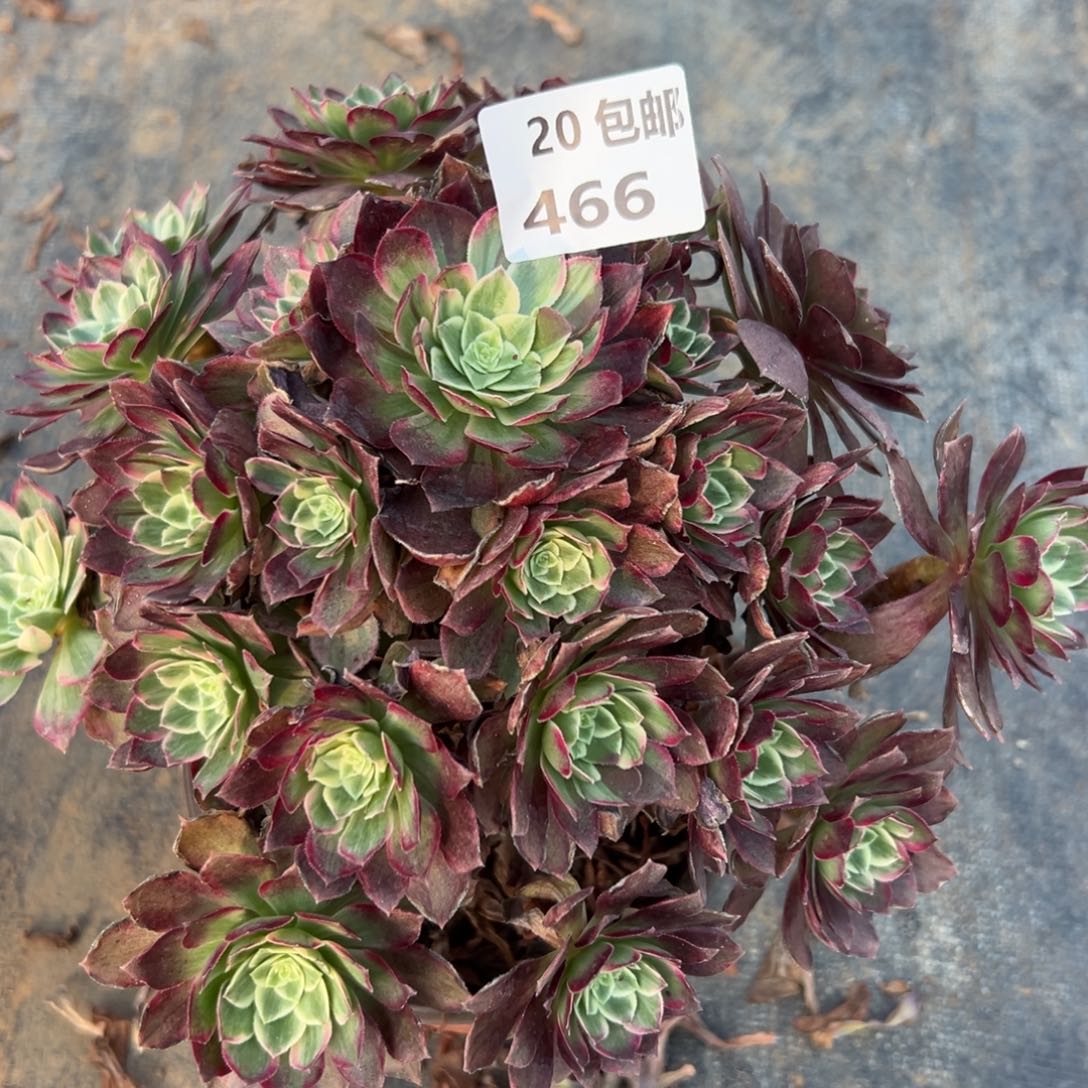 466水晶莲花，满20包邮嘟叮熊