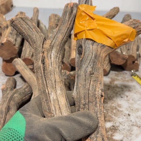 大果紫檀（缅甸花梨）一****龙