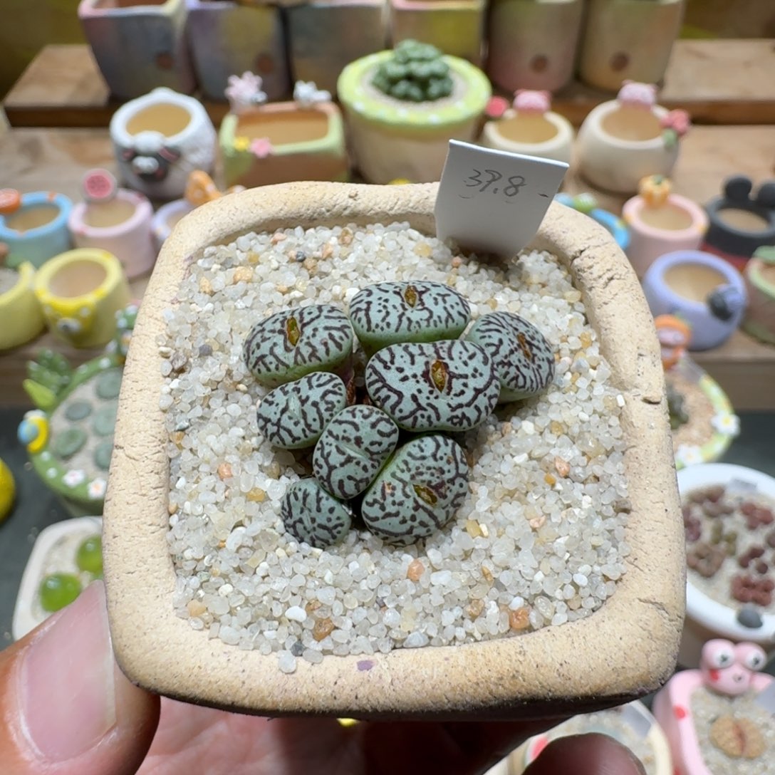 蘑菇1251墨墨墨墨墨多肉植物