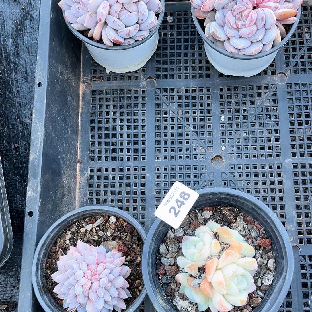 阿雅园艺。    不售后248脱土发货