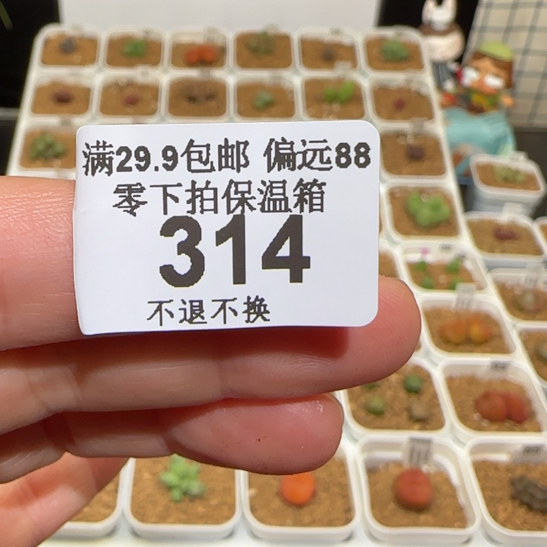 用***5肉锥多肉植物组合-314