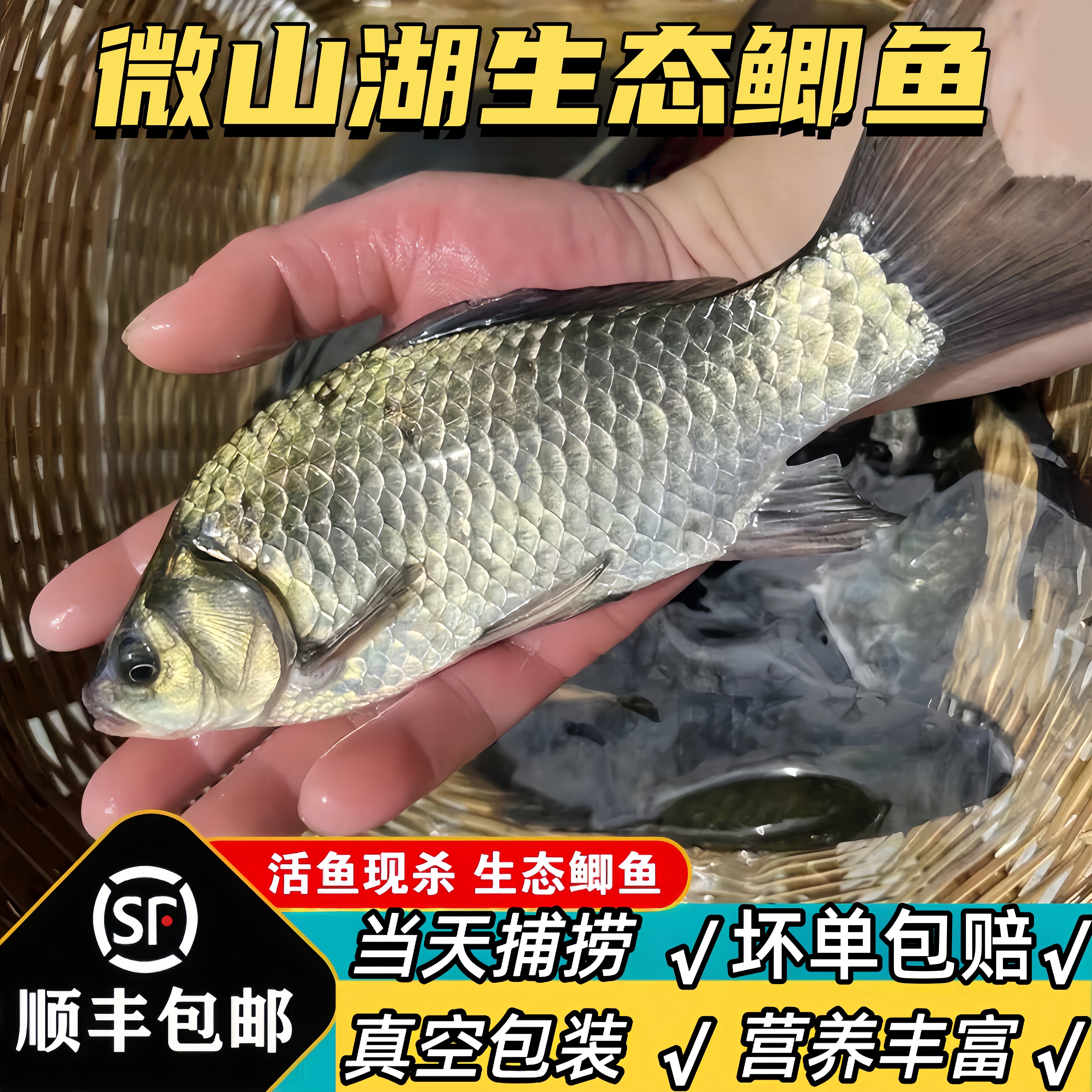  正宗微山湖生态鲫鱼新鲜野捕现杀淡水鱼鲫鱼真空红烧孕妇月子汤