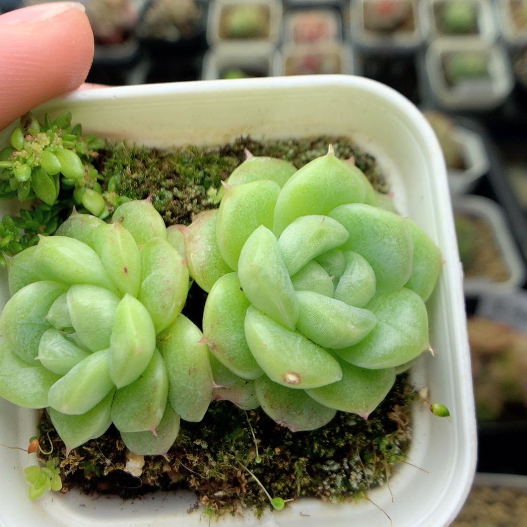 E52秃子绿透珍妮Q42两颗