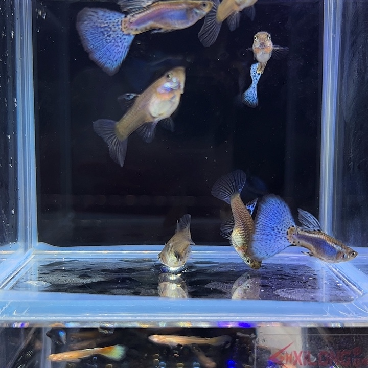 孔雀鱼蓝草三公四母