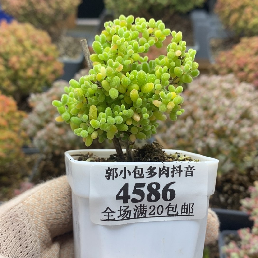 蜜橘糖球4586年后发货