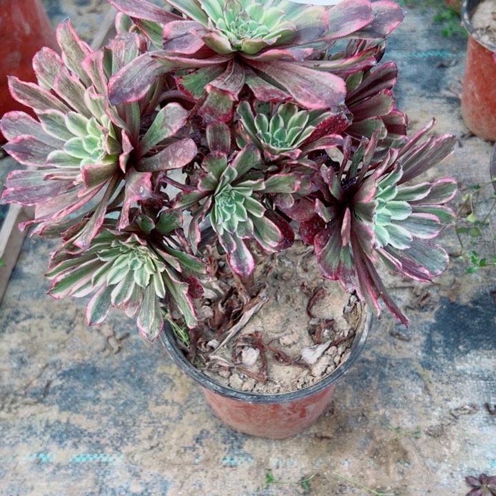 153水墨画多肉植物