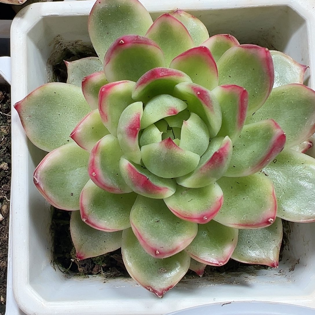 珍妮锦多肉植物锦