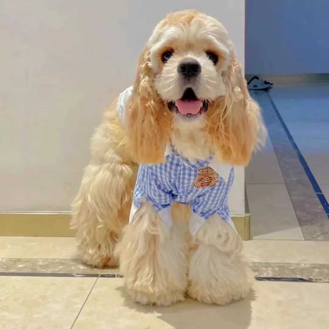 Labubu家 美卡 可卡布 活体狗狗 仅支持平台交易