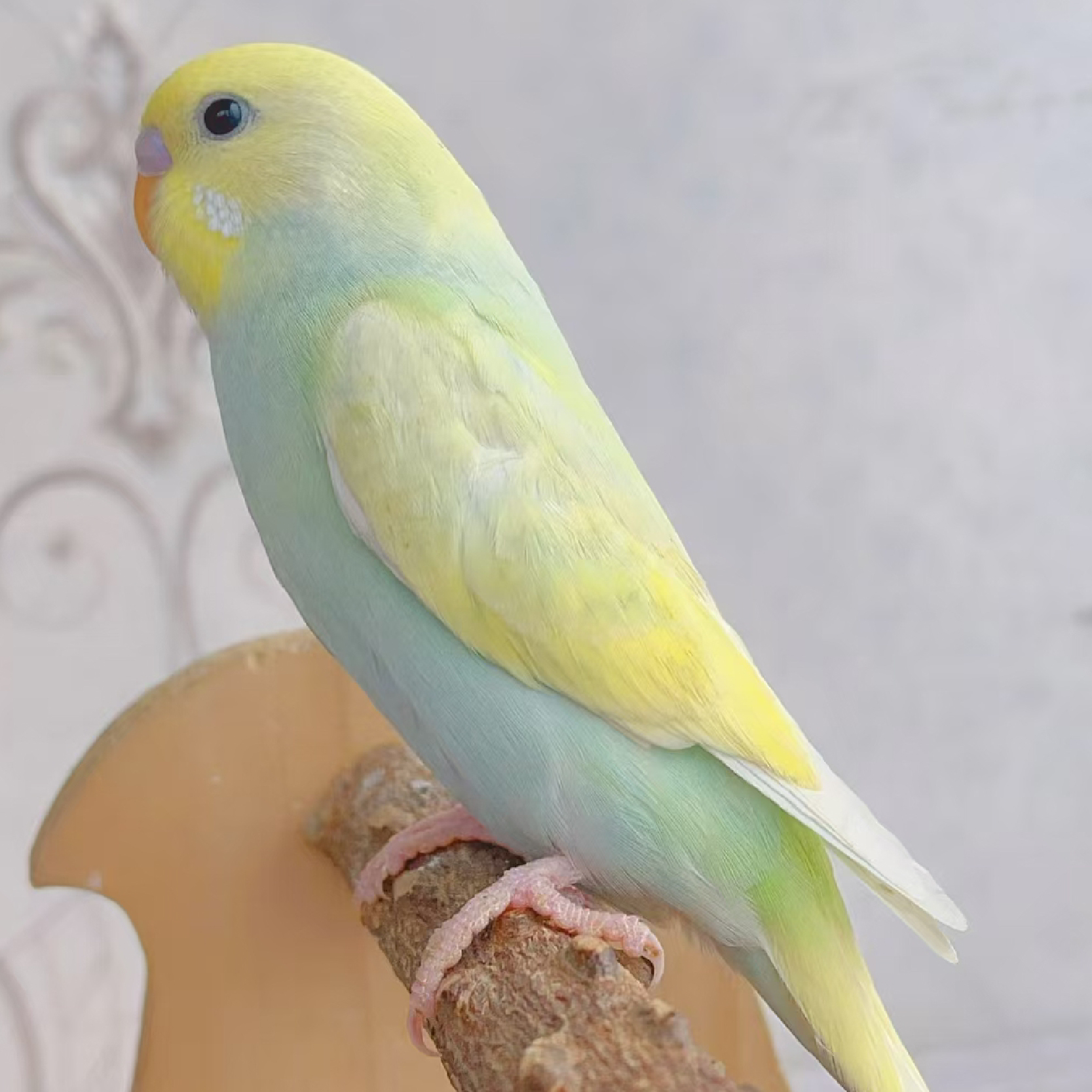 驯化过的（金彩）虎皮鹦鹉宠物鸟活体 可以户外放飞能学说话会技能