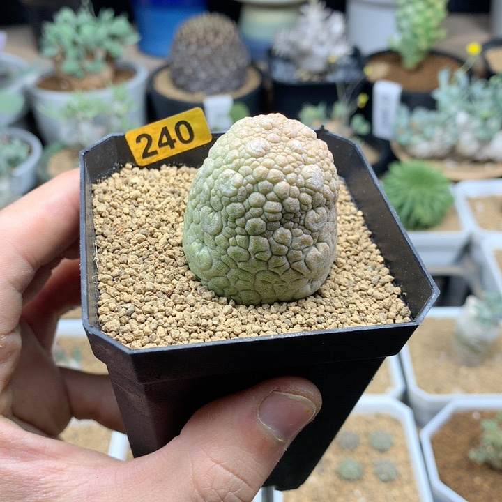 实生凝蹄玉母本带盆