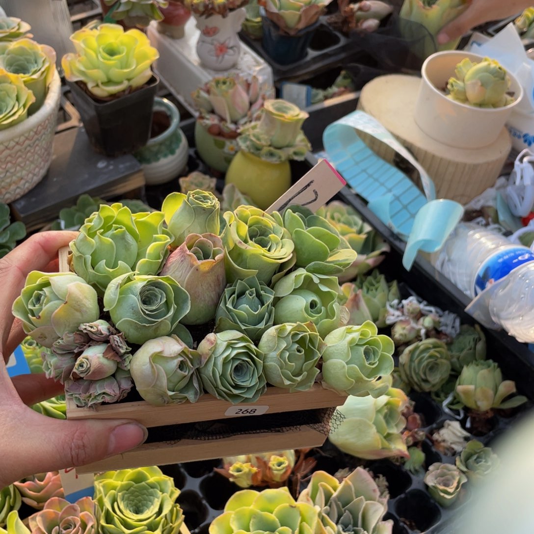 天***莲山地玫瑰多肉植物花卉268