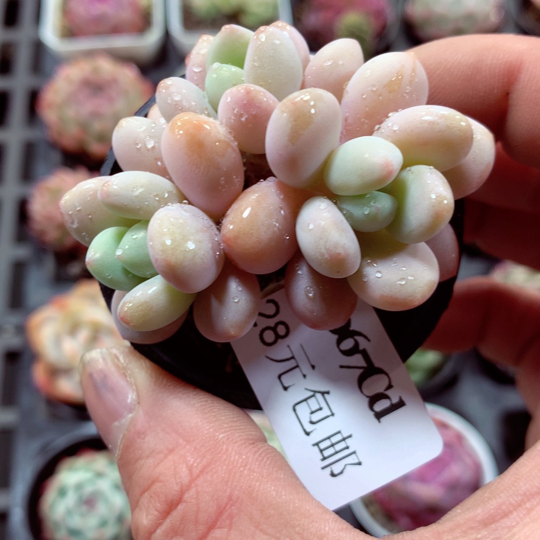 5厘米盆精控多肉5067