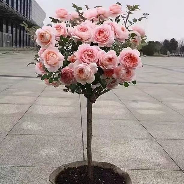 月季花棒棒糖春天开花好养活开大花