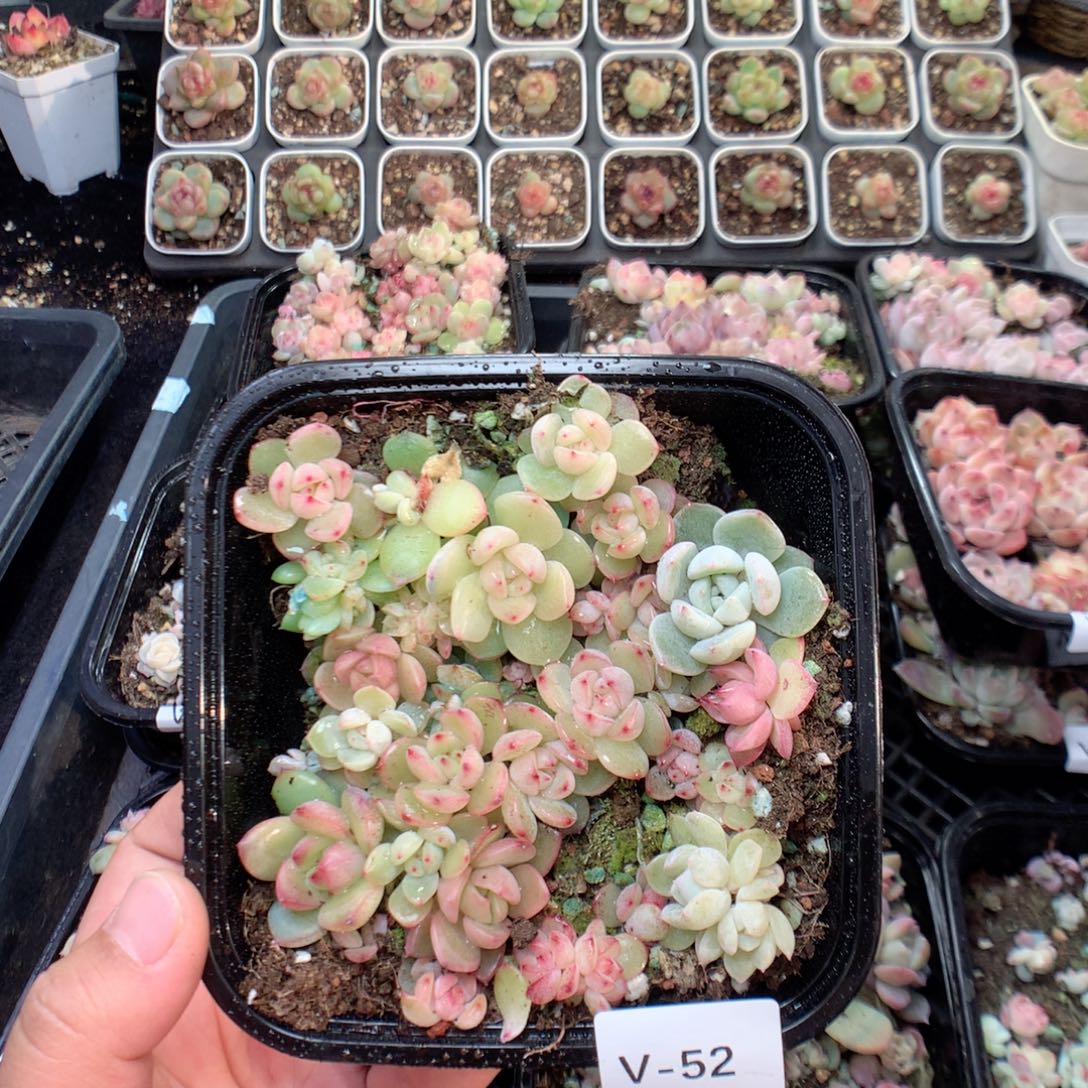 无花朵V52英语英语