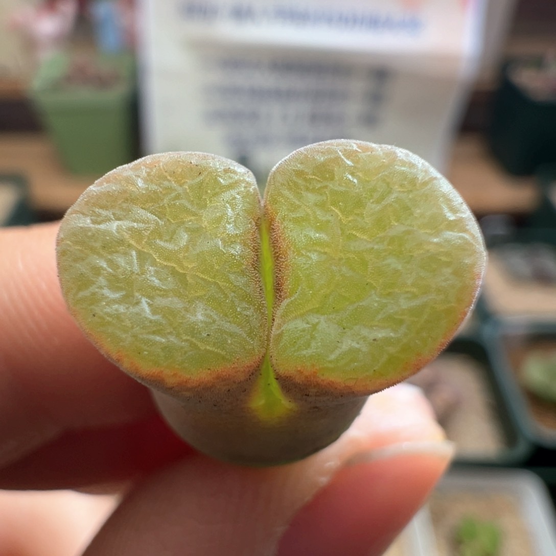 532。新品MG1797。QQ糖风铃三年半