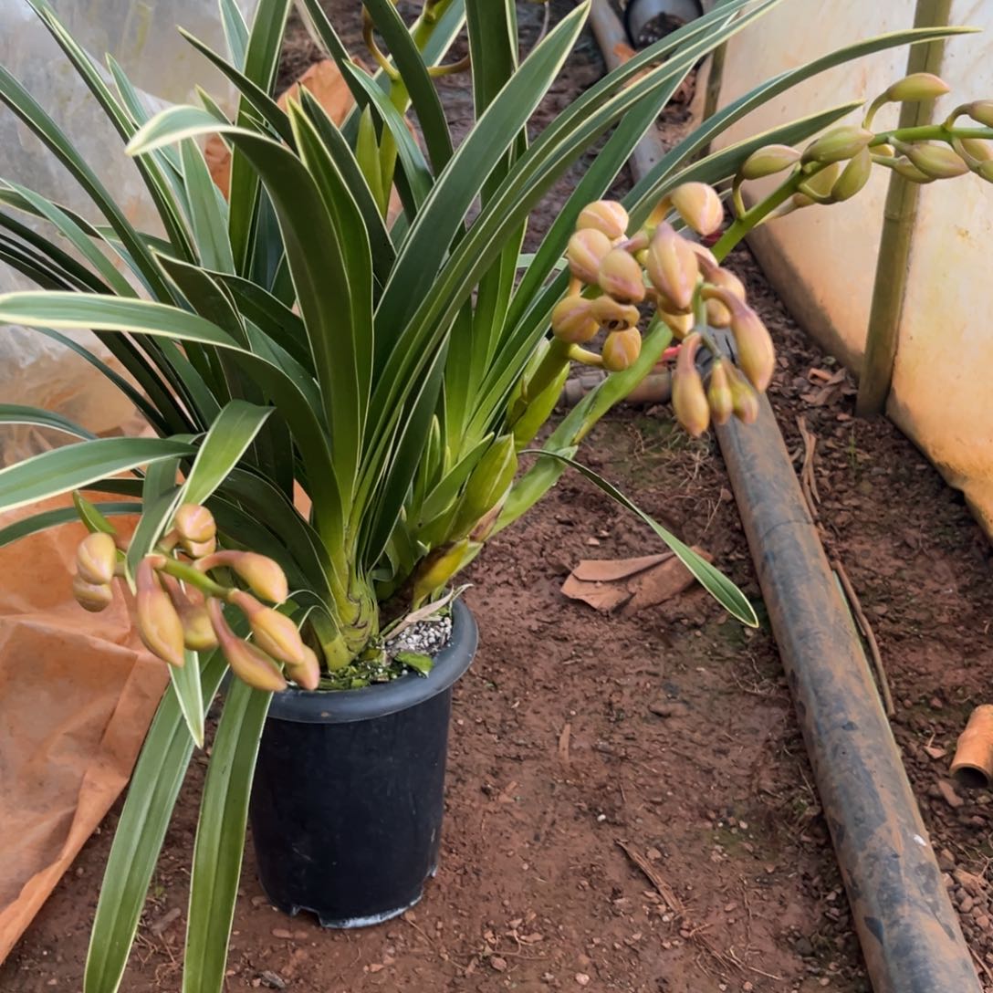 完全开放金边福娘4支