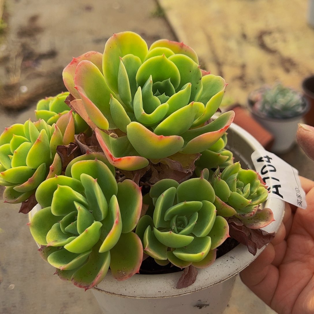 柠檬玫瑰单头带仔多肉