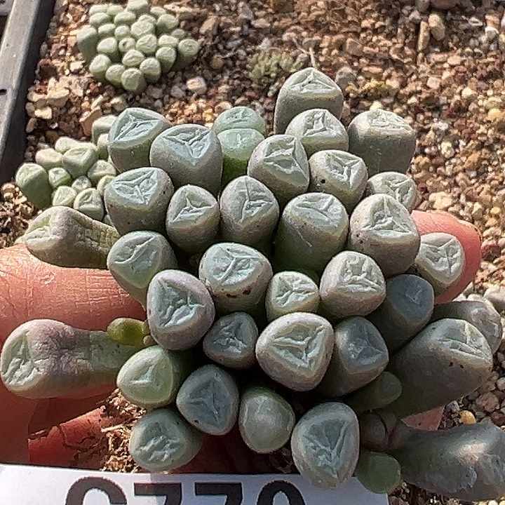 *****770号五十铃玉19999