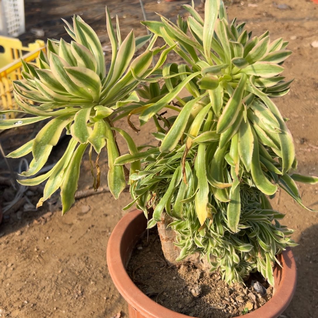 多肉植物夕颜缀化