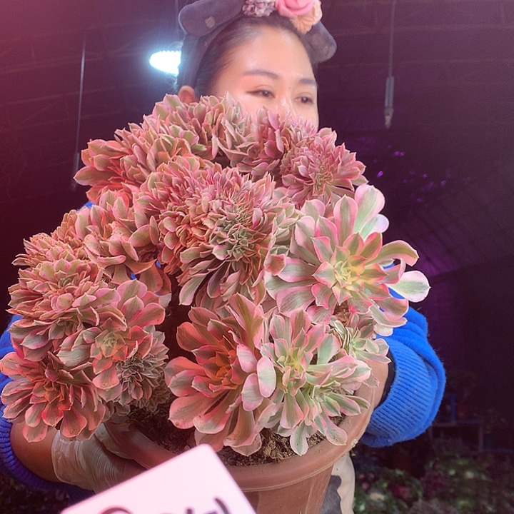 柒柒精品多肉脱土发货不包断侧枝S851