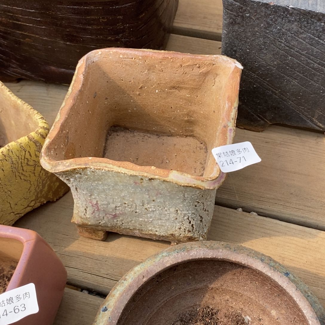 红陶晨*71号多肉盆一个呀