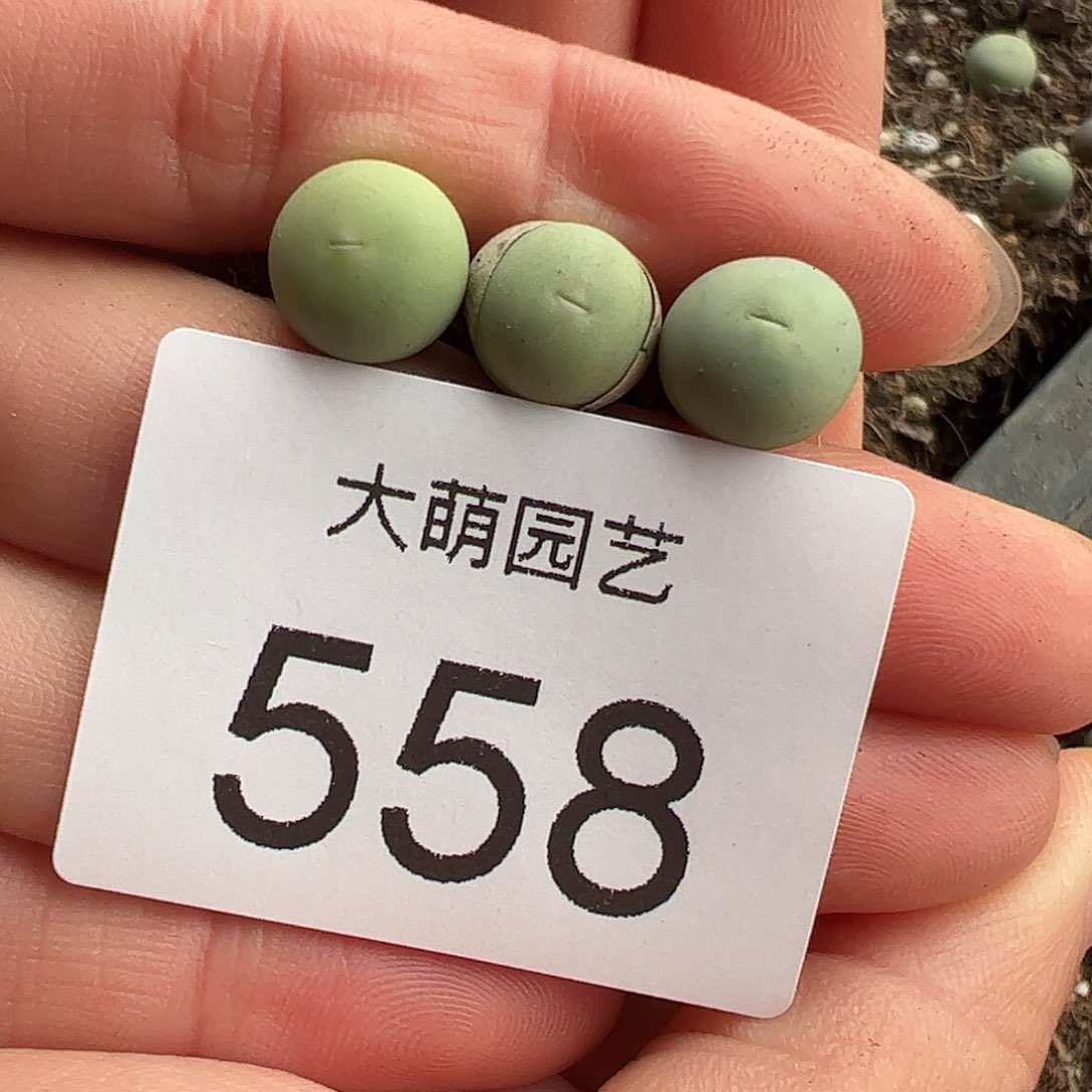 0000558量拍鸽子蛋3颗尺寸1.0上下