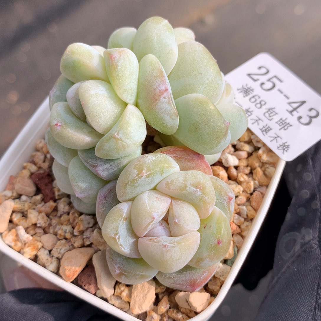 43。翡翠冰玉。四头6cm。