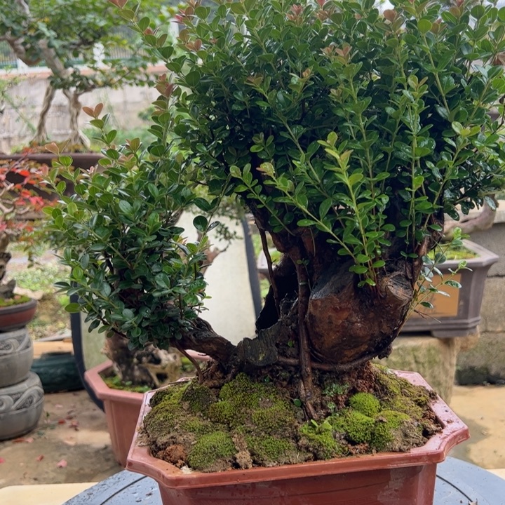 建***计无花朵那些说自己有能力