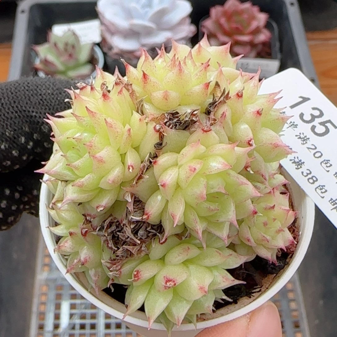 0605-132长睫毛紫气东来