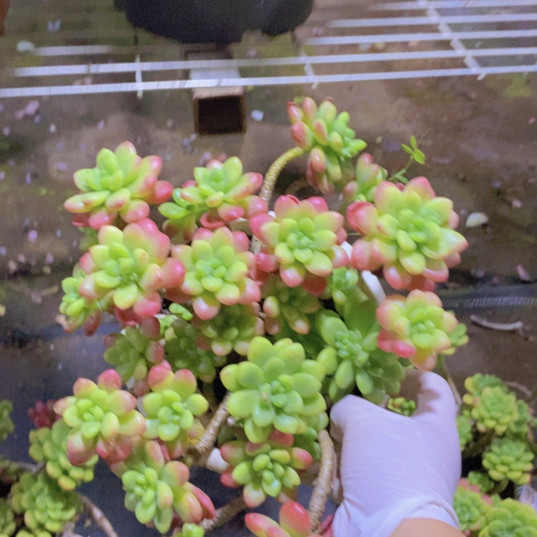 7391香格里拉一物一拍