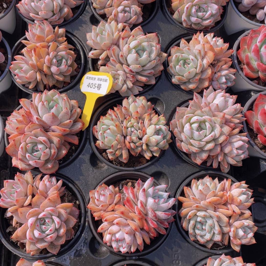 405号糖心焦糖蓝鸟母本大群生两个