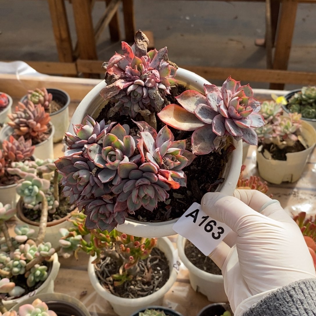 ᨳ***ᐝ163赫拉多头一物一拍