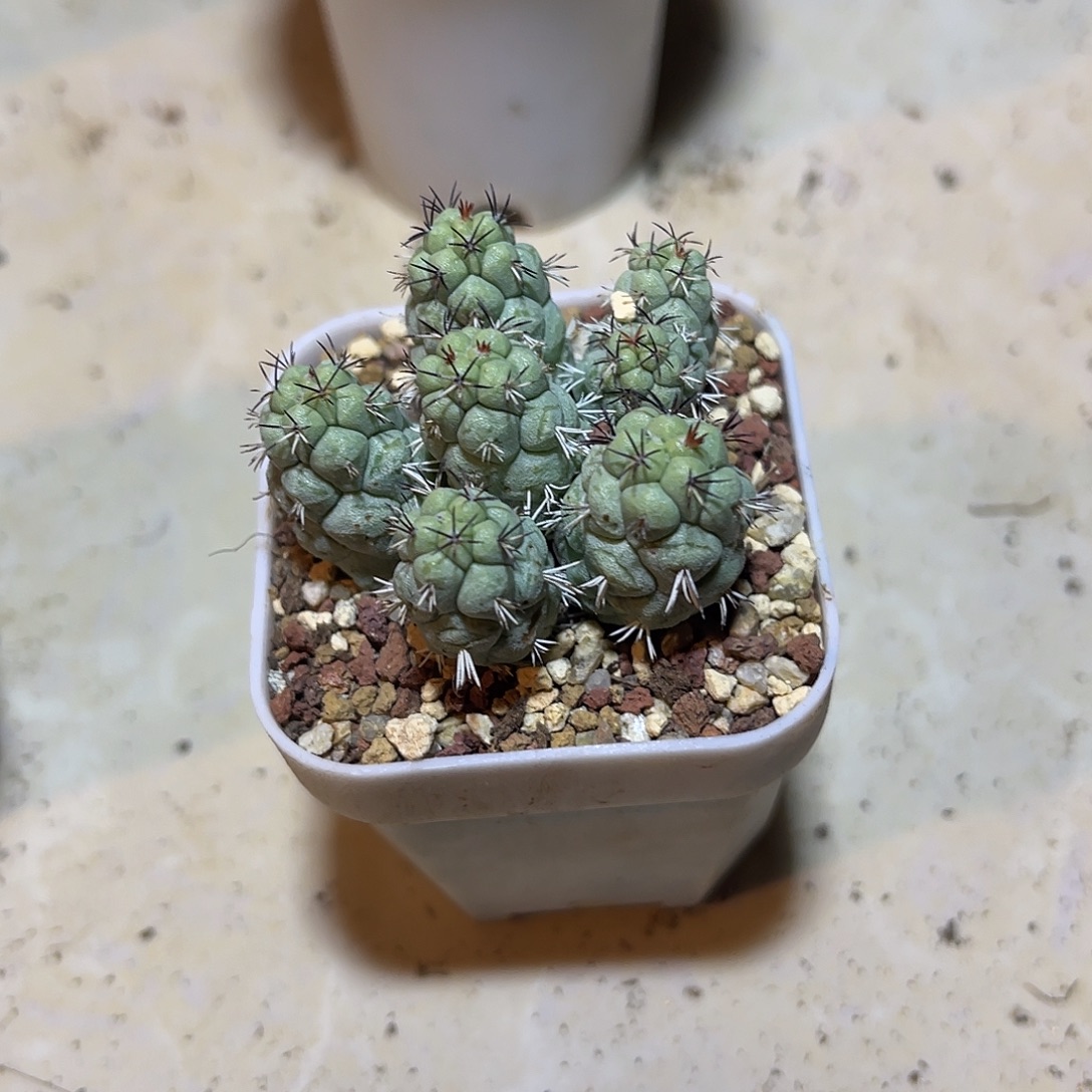 大尤帝王丸一物一拍