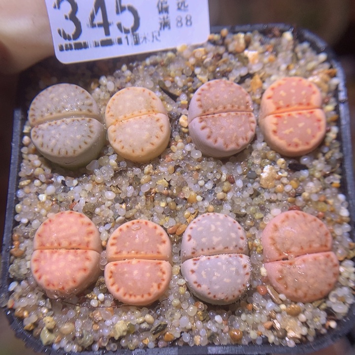 精品生石花219.345