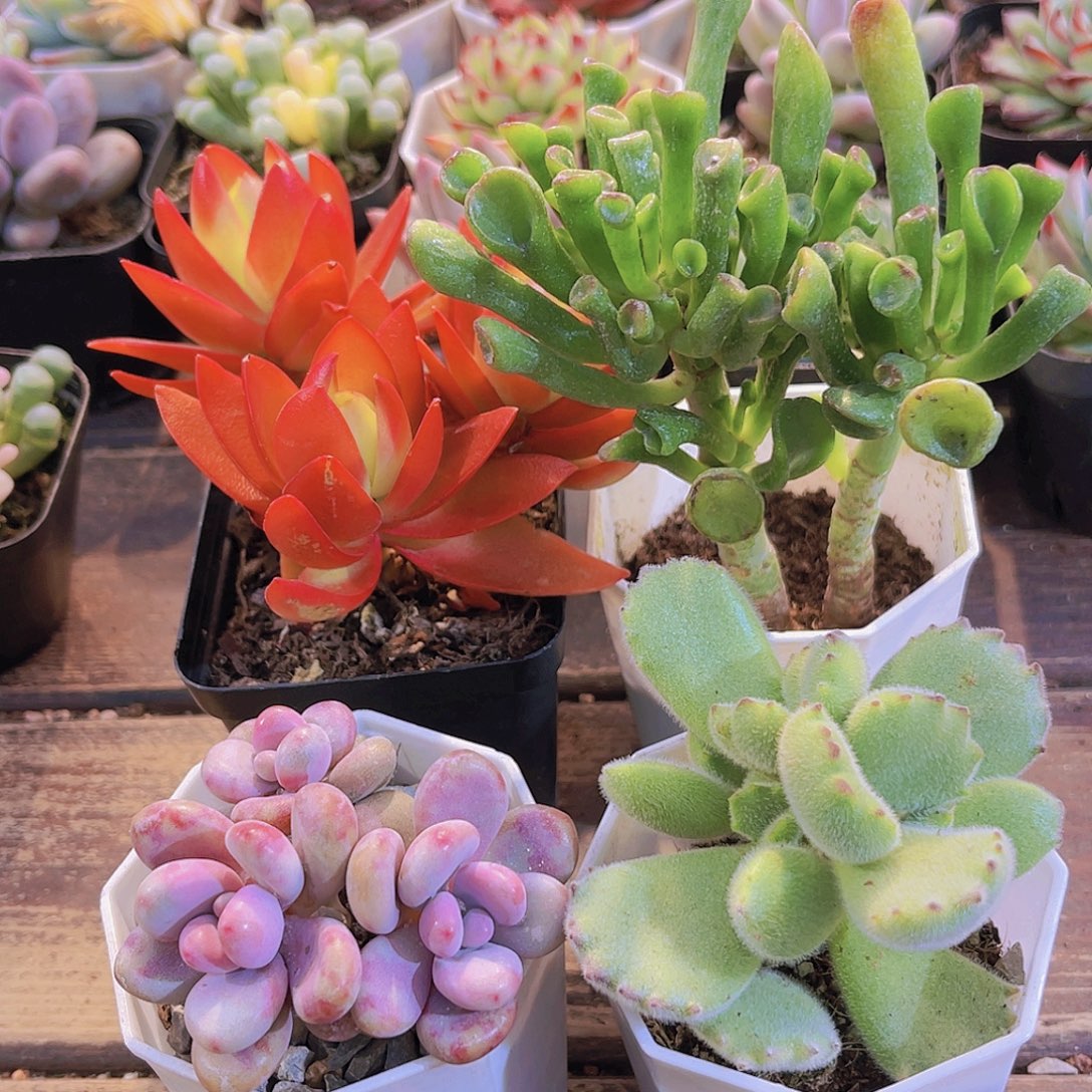 火祭群➕桃蛋➕熊童子➕吸财树