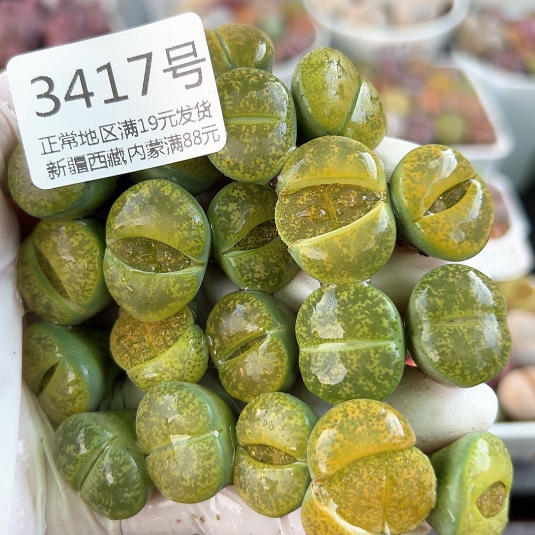 好养易活生石花大母本3417共20颗