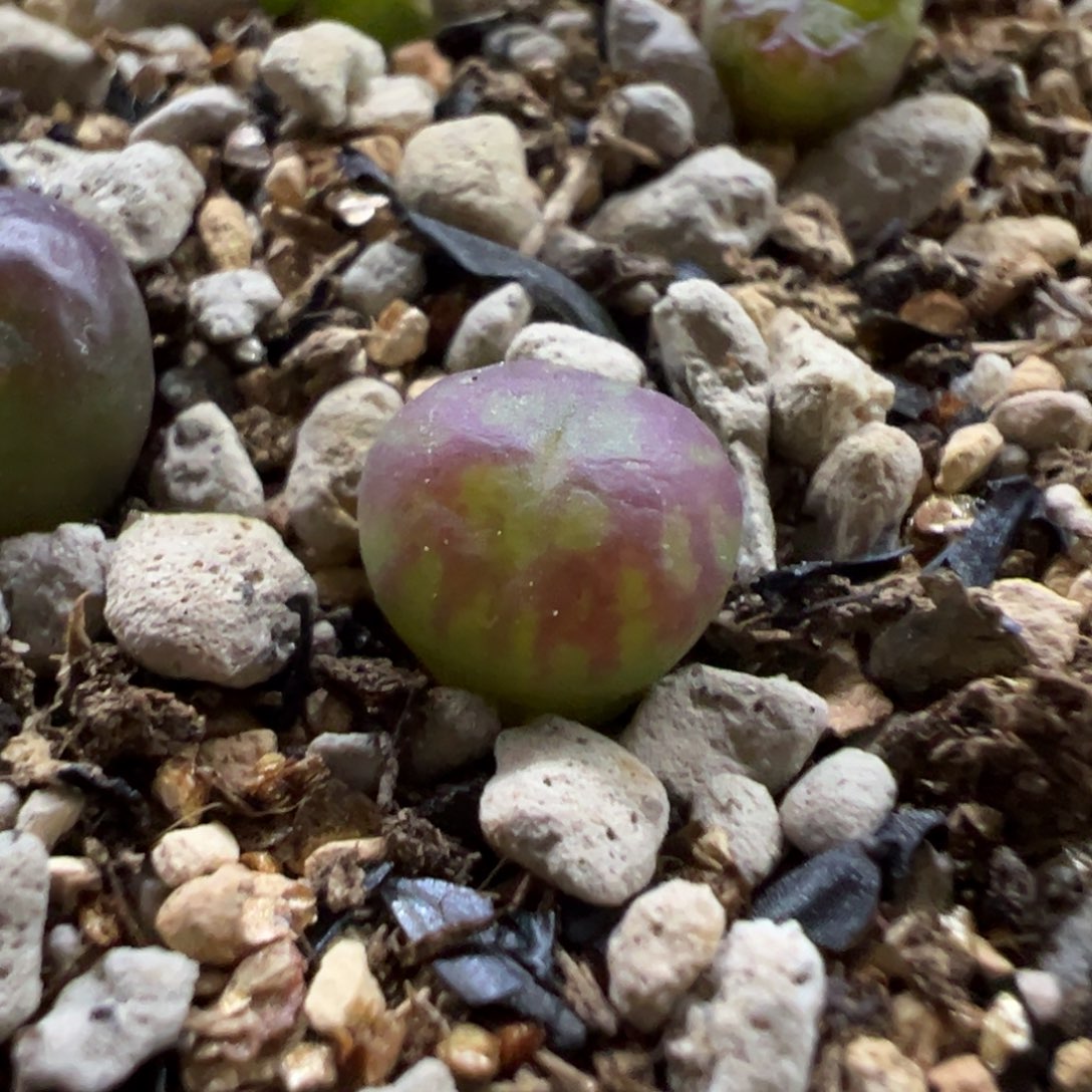 绿毛杂大圣杂墨多肉