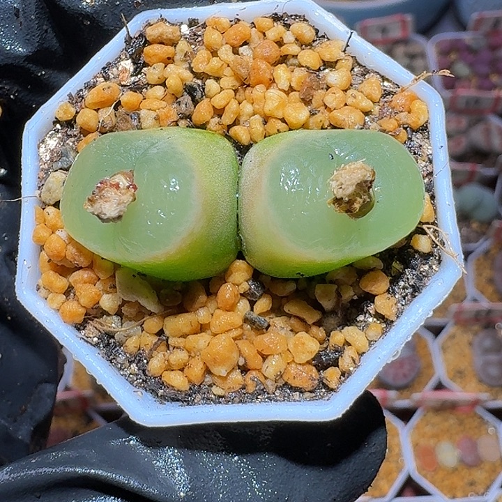 生石花23:：：。   378号