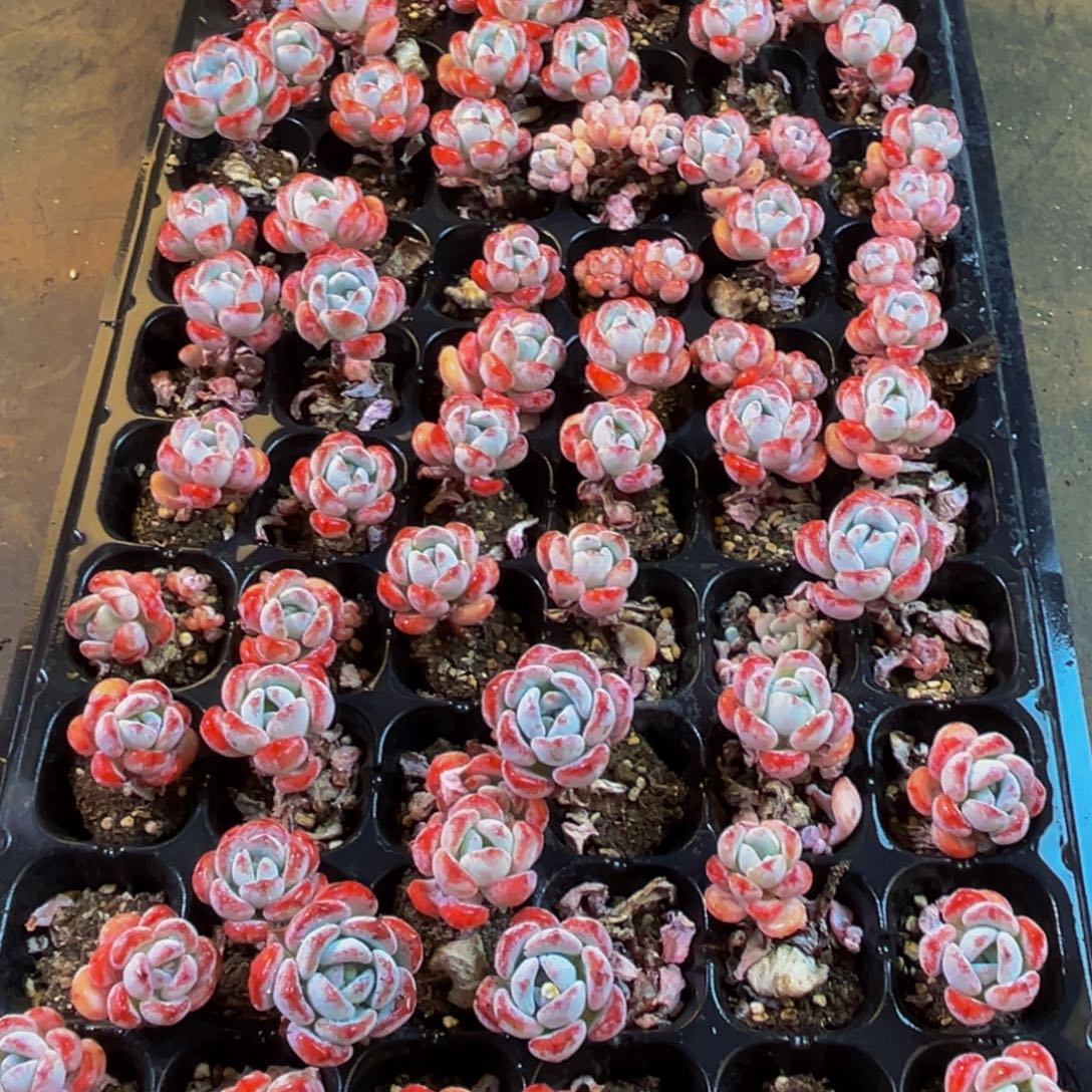 046多肉植物和植物