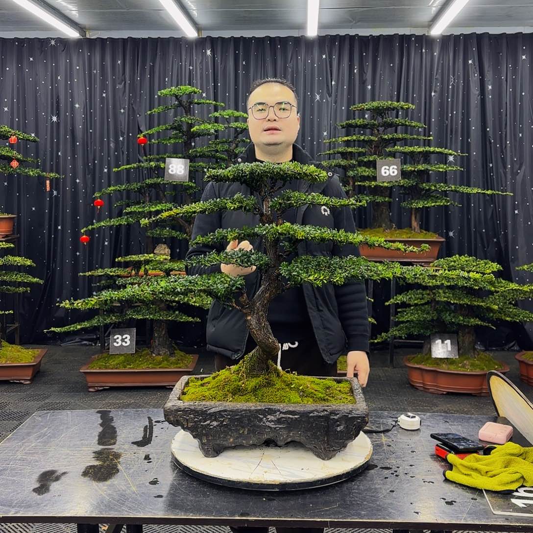 红芽罗汉松高端造型盆景