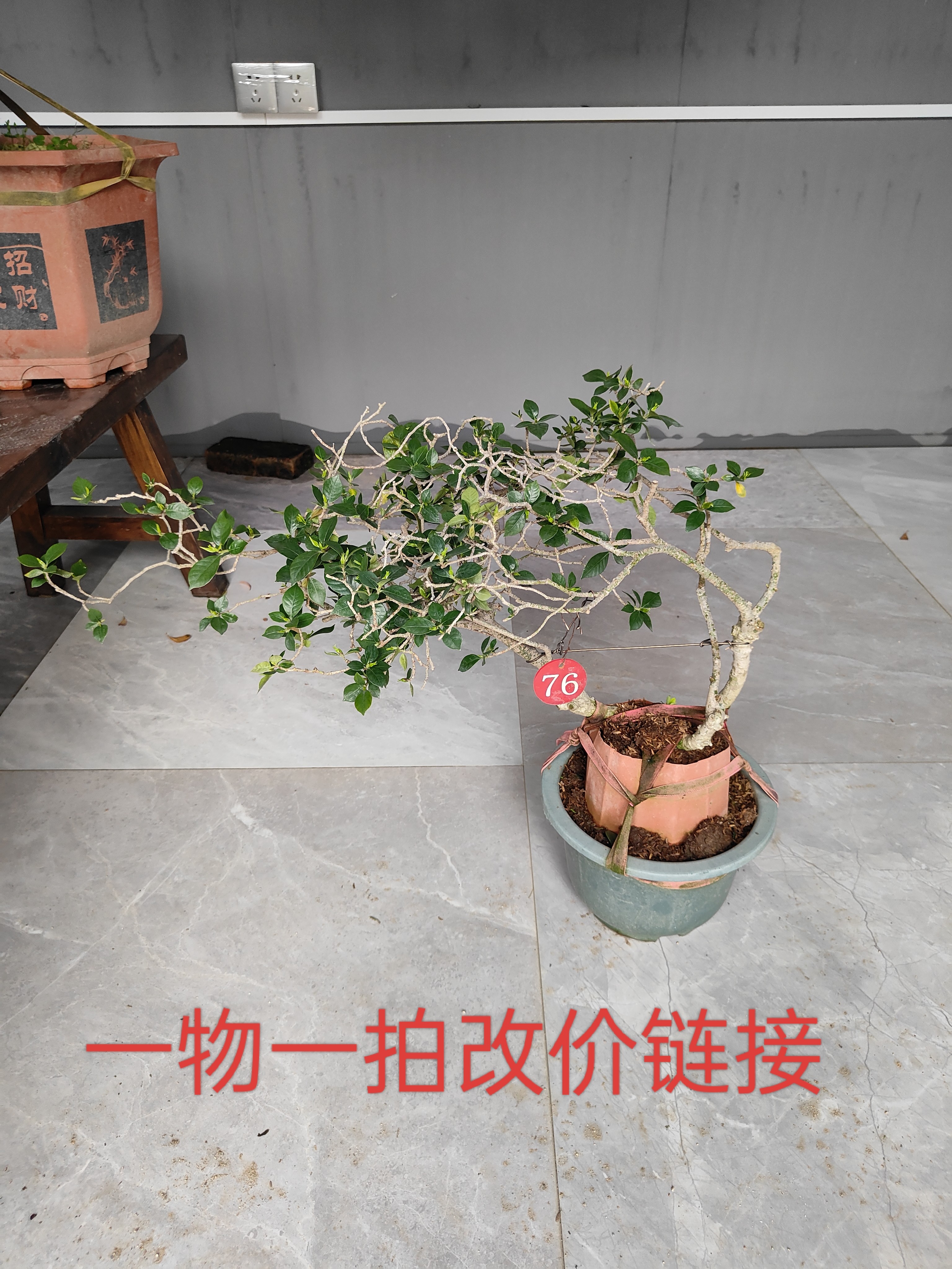 海岛栀子花盆景 一物一拍