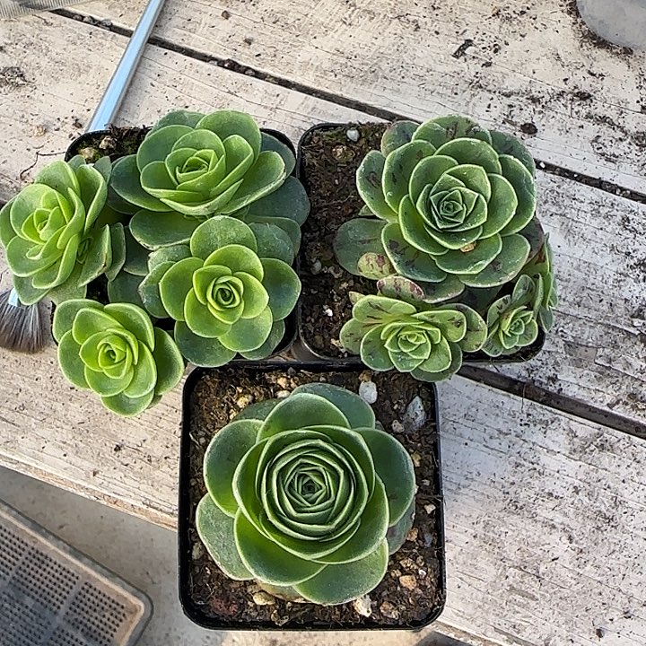 喜****山地玫瑰一物一拍带盆发