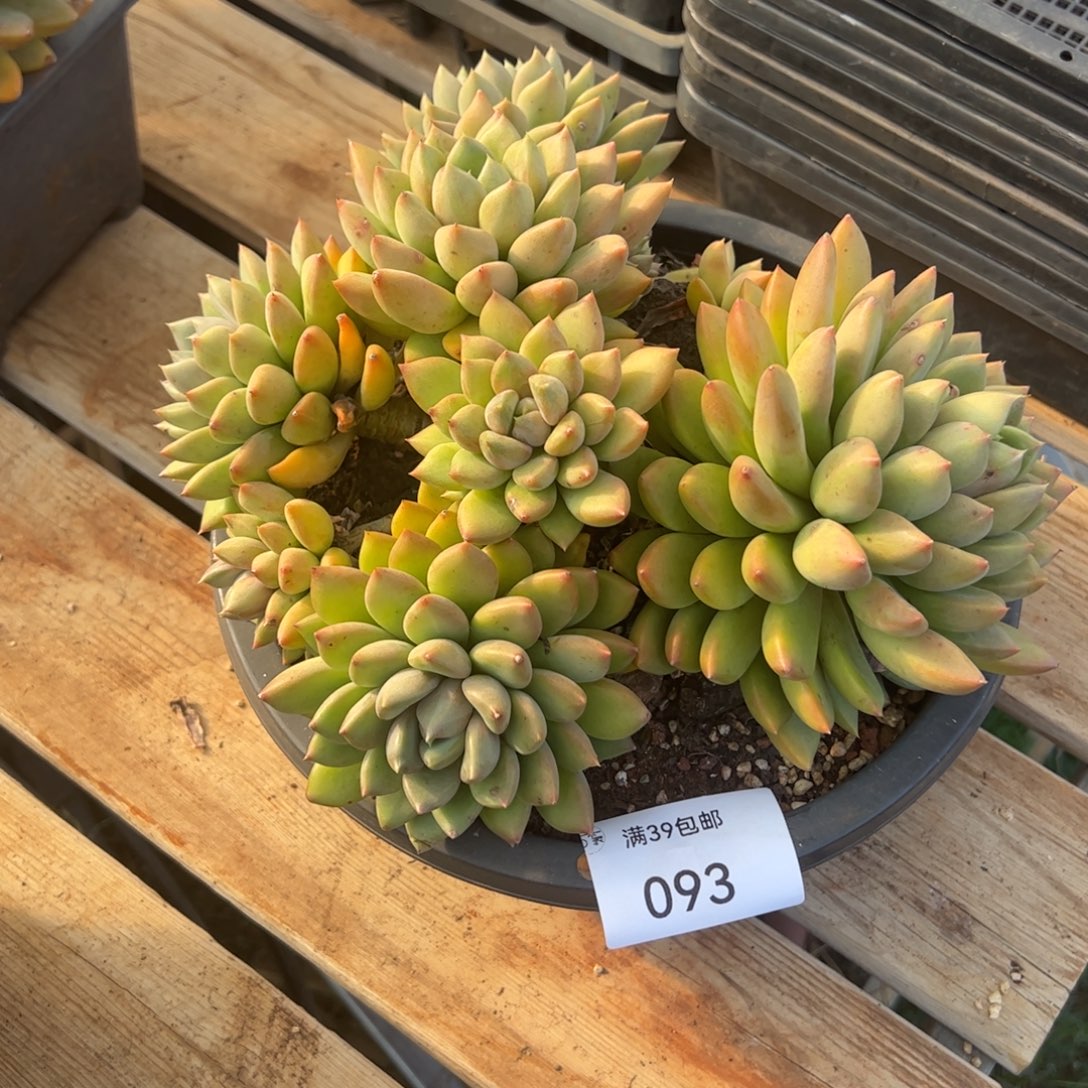 093多肉植物盆栽花卉