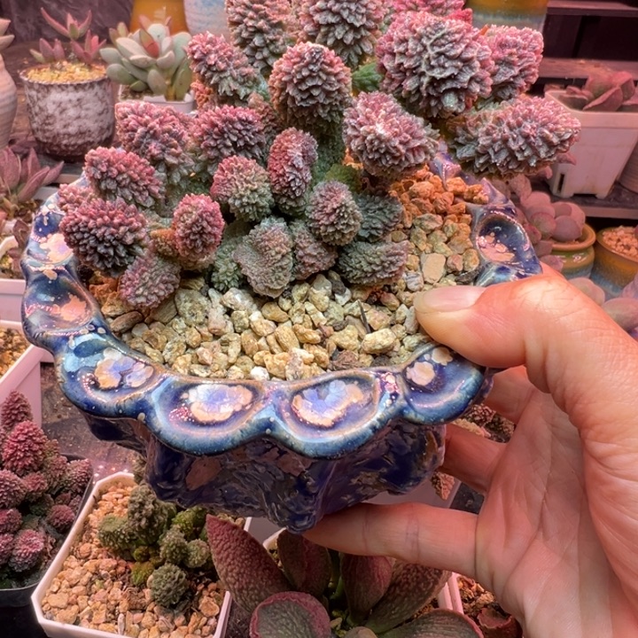 菜***Ο吉祥如意等名家名作和