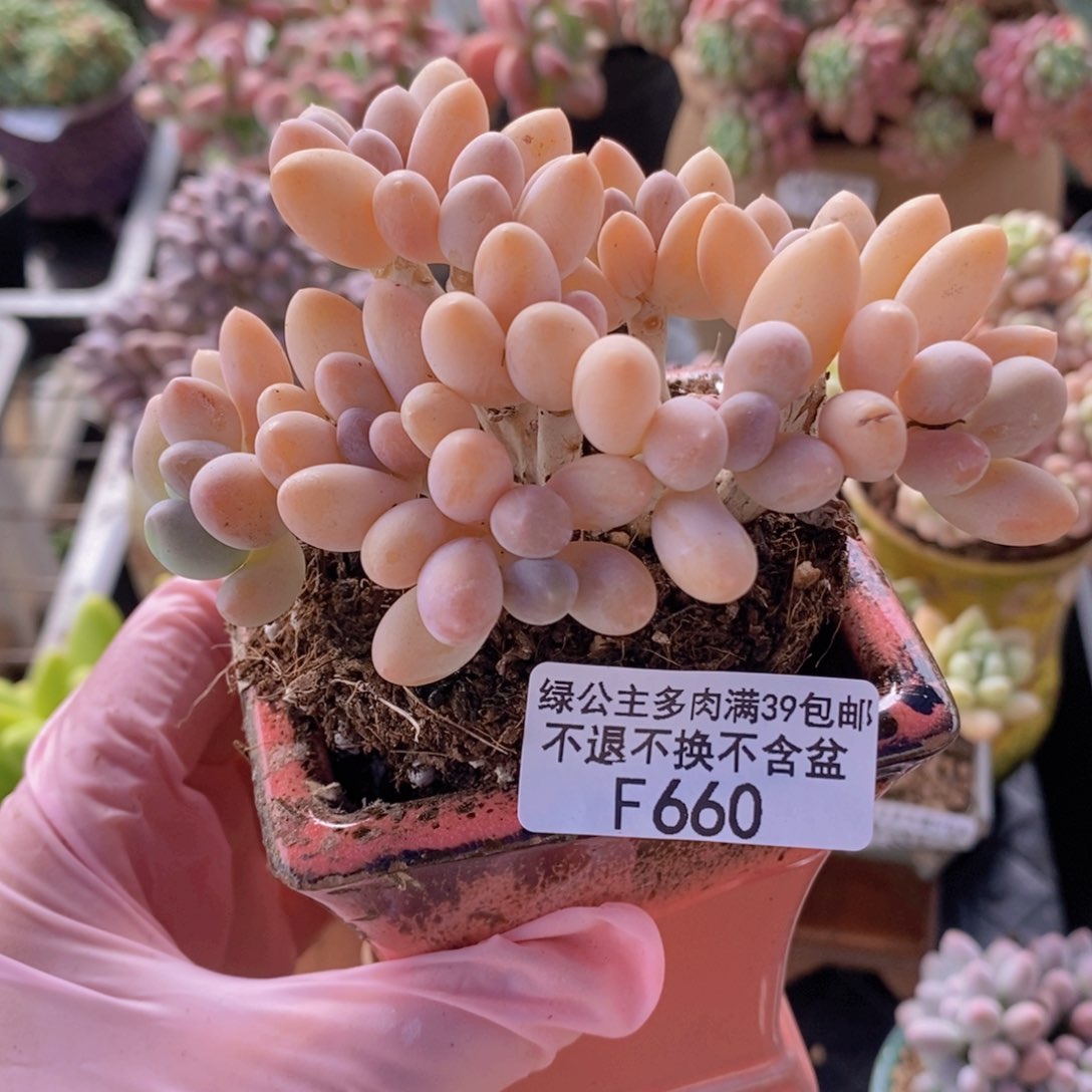 香水手指奶老桩9cm660多肉植物
