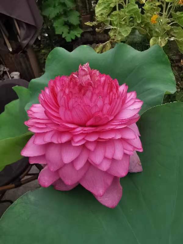 千瓣   大型    观赏荷花   种藕